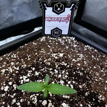 Snozzbeary - Mephisto Genetics