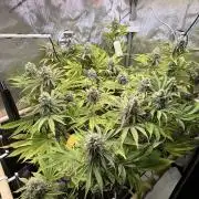 Blueberry Muffin - Humboldt Seed Company