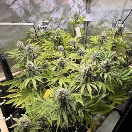 Blueberry Muffin - Humboldt Seed Company