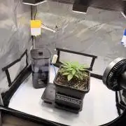 Blueberry Muffin - Humboldt Seed Company