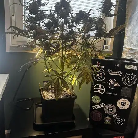 Snozzbeary - Mephisto Genetics