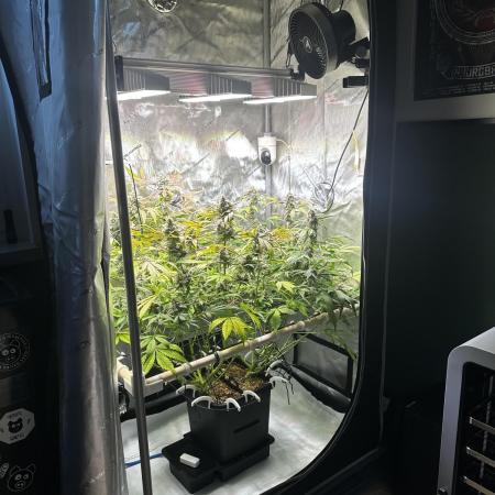 2 Pants 1 Pot - Mephisto
