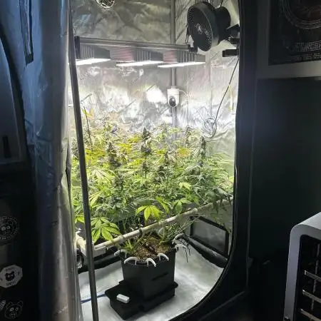 2 Pants 1 Pot - Mephisto
