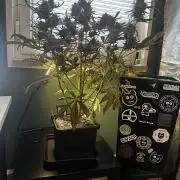 Snozzbeary - Mephisto Genetics