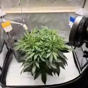 Blueberry Muffin - Humboldt Seed Company