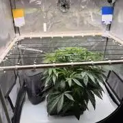 Blueberry Muffin - Humboldt Seed Company