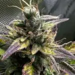 Canna-Cheese 1:1 - Mephisto Genetics
