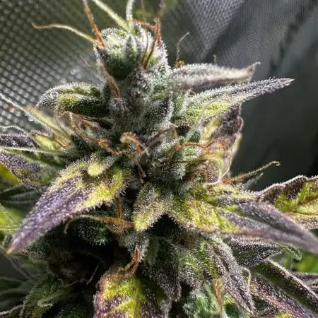 Canna-Cheese 1:1 - Mephisto Genetics