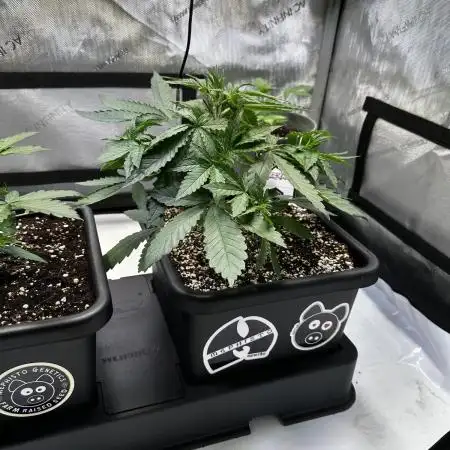 Snozzbeary - Mephisto Genetics