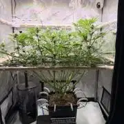 Blueberry Muffin - Humboldt Seed Company