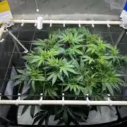 Blueberry Muffin - Humboldt Seed Company