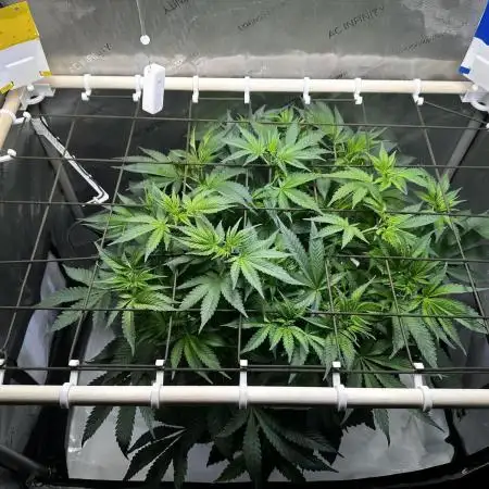 Blueberry Muffin - Humboldt Seed Company