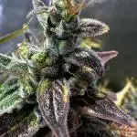 Canna-Cheese 1:1 - Mephisto Genetics