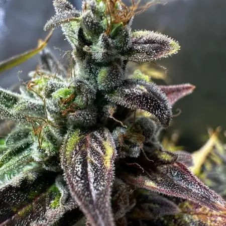 Canna-Cheese 1:1 - Mephisto Genetics