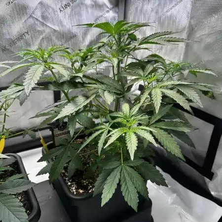Snozzbeary - Mephisto Genetics