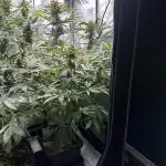 Snozzbeary - Mephisto Genetics