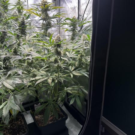Snozzbeary - Mephisto Genetics