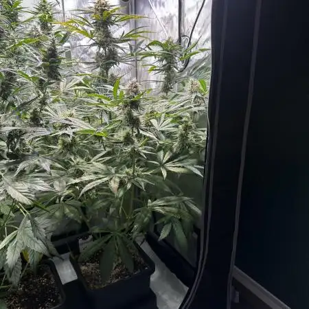 Snozzbeary - Mephisto Genetics