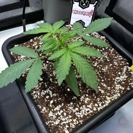 Snozzbeary - Mephisto Genetics