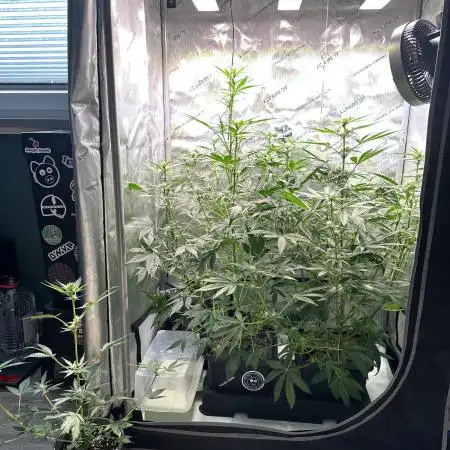 Snozzbeary - Mephisto Genetics