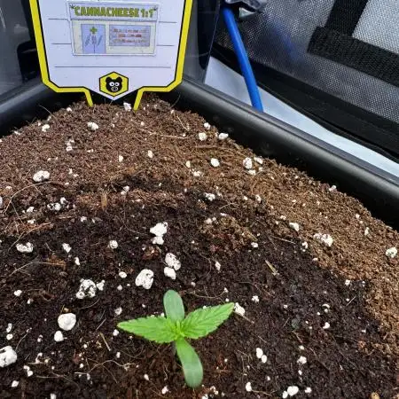 Canna-Cheese 1:1 - Mephisto Genetics