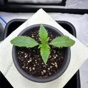 Blueberry Muffin - Humboldt Seed Company