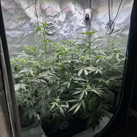 Canna-Cheese 1:1 - Mephisto Genetics