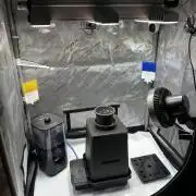 Blueberry Muffin - Humboldt Seed Company