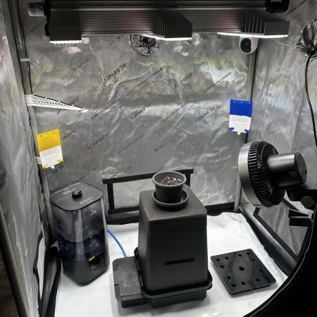 Blueberry Muffin - Humboldt Seed Company