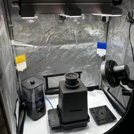 Blueberry Muffin - Humboldt Seed Company