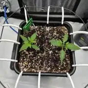 2 Pants 1 Pot - Mephisto