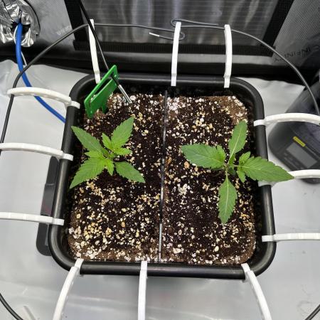 2 Pants 1 Pot - Mephisto