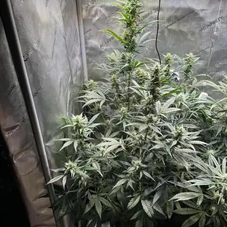 Canna-Cheese 1:1 - Mephisto Genetics