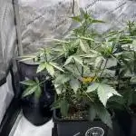 Canna-Cheese 1:1 - Mephisto Genetics