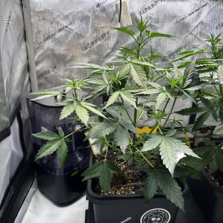 Canna-Cheese 1:1 - Mephisto Genetics