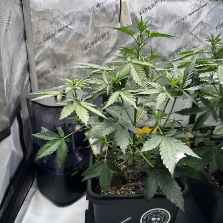 Canna-Cheese 1:1 - Mephisto Genetics