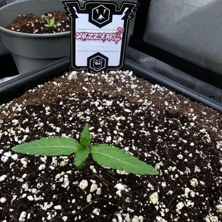 Snozzbeary - Mephisto Genetics