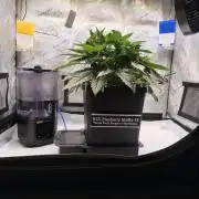 Blueberry Muffin - Humboldt Seed Company