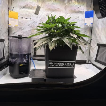 Blueberry Muffin - Humboldt Seed Company