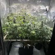 2 Pants 1 Pot - Mephisto