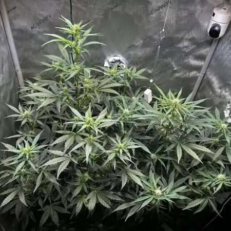 Canna-Cheese 1:1 - Mephisto Genetics