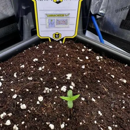 Canna-Cheese 1:1 - Mephisto Genetics