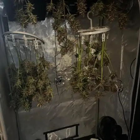 Canna-Cheese 1:1 - Mephisto Genetics