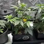 Canna-Cheese 1:1 - Mephisto Genetics