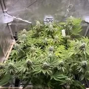 Blueberry Muffin - Humboldt Seed Company