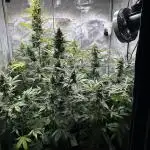 Canna-Cheese 1:1 - Mephisto Genetics