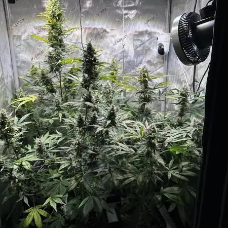 Canna-Cheese 1:1 - Mephisto Genetics