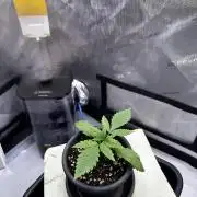 Blueberry Muffin - Humboldt Seed Company