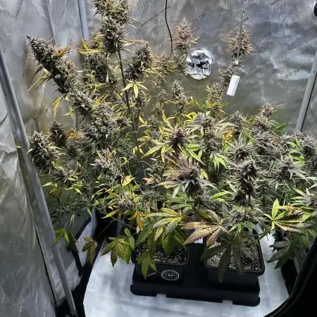 Canna-Cheese 1:1 - Mephisto Genetics