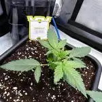 Canna-Cheese 1:1 - Mephisto Genetics
